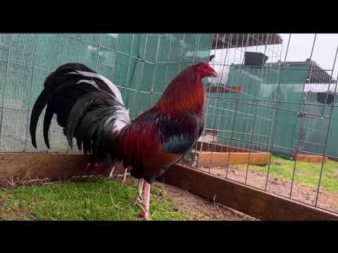 𝑰𝑴𝑷𝑶𝑹𝑻𝑬𝑫 𝑴𝑨𝑫𝑰𝑮𝑰𝑵 𝑪𝑳𝑨𝑹𝑬𝑻 𝑭𝑹𝑶𝑴 𝑱𝑬𝑹𝑹𝒀 𝑮𝑶𝑵𝒁𝑨𝑳𝑬𝒁 𝑺𝑨𝑮 𝑭𝑨𝑹𝑴