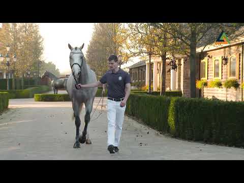 Max Blue, gelding by Zirocco Blue VDL