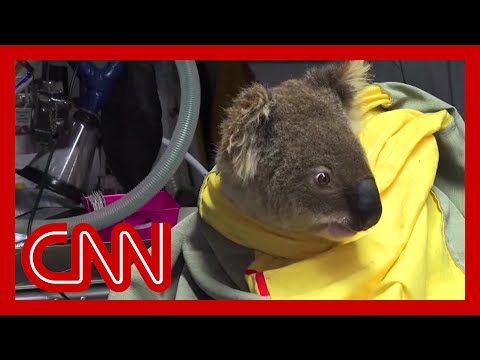 叢林大火威脅到新南威爾士的考拉數量 (Bush fires threaten koala population in New South Wales)