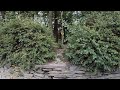 Monkey Encounters Exploring Apenheul Primate Park Apeldoorn GoPro Hero6 Karma Grip Full HD