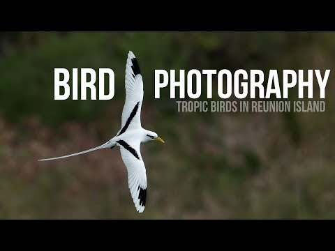 BIRD PHOTOGRAPHY - White-tailed Tropicbirds in Reunion Island