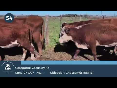 Lote VC C/ cría - Chascomus Bs As