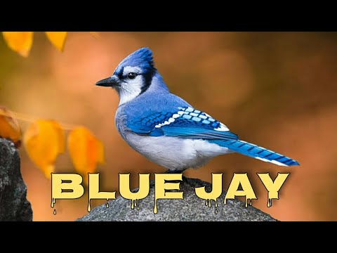 Blue jay sounds, blue jay call