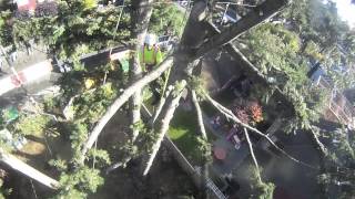 Simple rigging on a Fir tree dismantle (Time lapse)