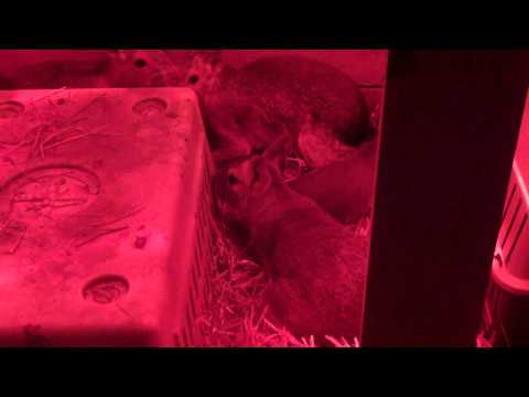 Rescued Patagonian Cavies