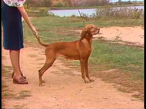 Vizsla - AKC Dog Breed Series
