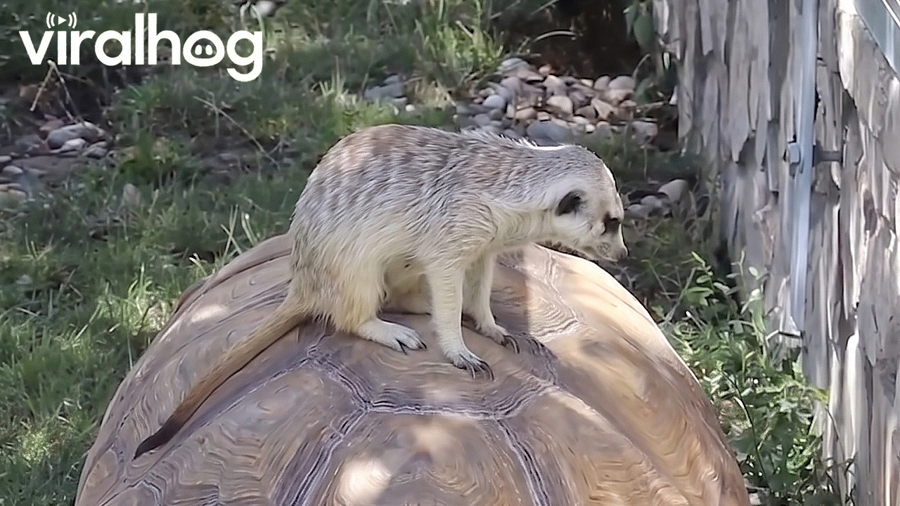Meerkat Takes a Ride on a Tortoise || ViralHog