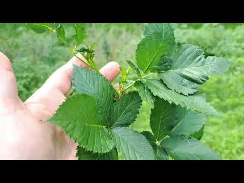 Blackberries in Pots: put in Ground now or wait until Fall or Spring?  #blackberry #blackberries