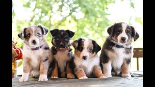 Video preview image #1 Miniature Australian Shepherd Puppy For Sale in REBERSBURG, PA, USA