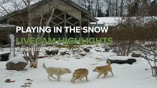 Snow Problem | Animals Playing In the Snow
