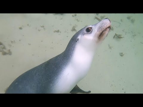 Lovable Sea Lion Photobombs Photographer
