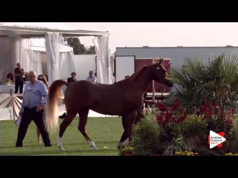 N.86 JAHAMAL DE CARTHEREY - Chantilly 2015 ABCE - Colts 3 years old (Class 8)