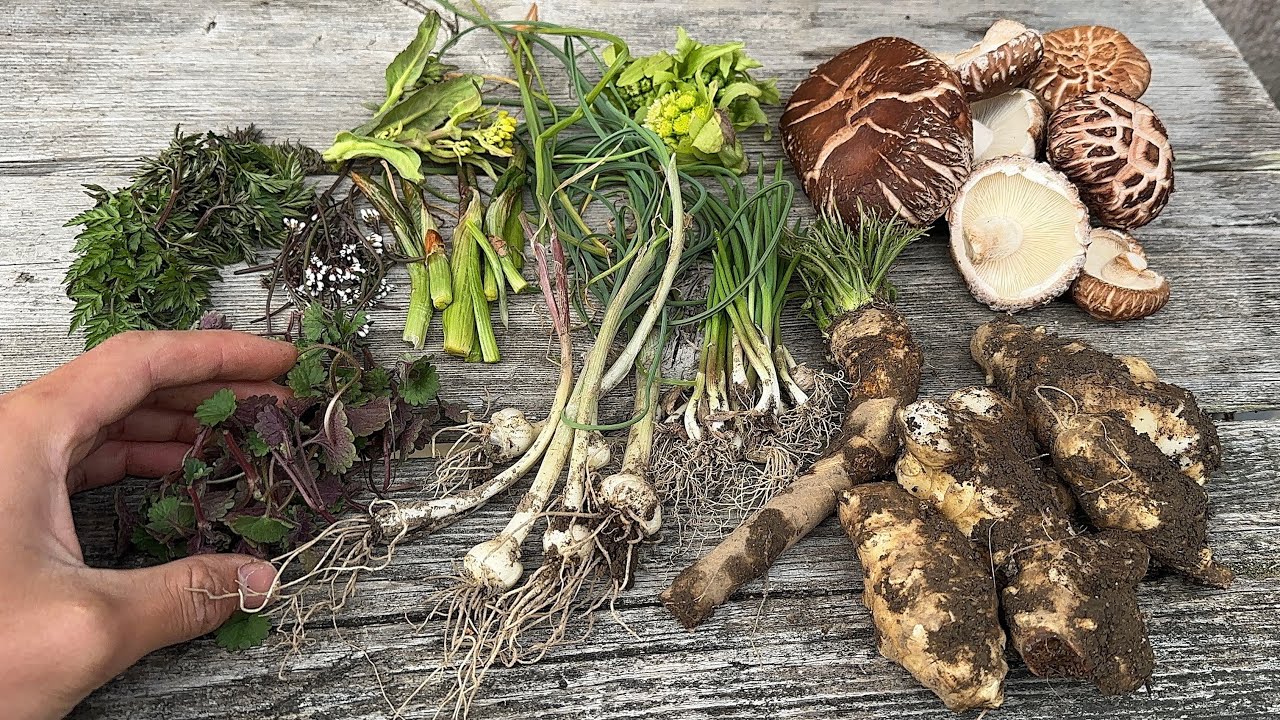 家の雑草で寿司作って食べる　山菜採り
