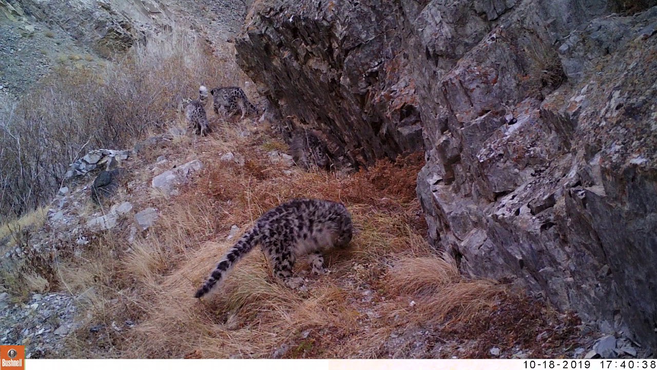 WWF graba leopardos