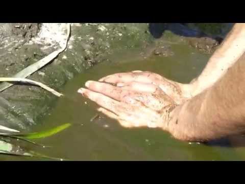 Łapanie ryb w rowie - japonice i piskorze.