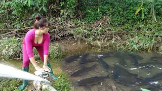 Amazing Catch Fish in Wild Lake | Village Lady Catching Many Big Fish in Muddy Water