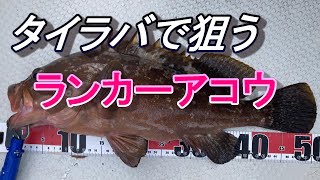 タイラバで狙うランカーアコウ　根掛かりを見極めろ！