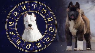 The Best Dog Breeds For All 12 Horoscope Signs