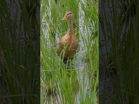 இது நல்லாருக்கே!! #duck #duckrice #ducking #paddy