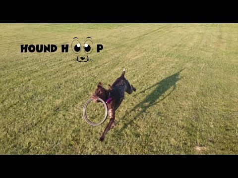Hound Hoop, newest, best dog toy.