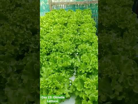 Day 23 after transplant. Olmetie Lettuce. October 22, 2022. -Hydroponics