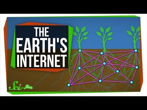 地球のインターネット。菌類が植物のコミュニケーションを助ける方法 (The Earth's Internet: How Fungi Help Plants Communicate)