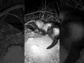 CUTE RARE UK ANIMAL (Polecat) 🦊 | #shorts #nature