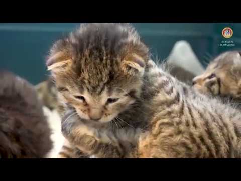 Hjelp oss ta vare på alle dyr i Bergen