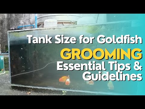 Tank Size for Goldfish Grooming | Essential Tips and Guidelines