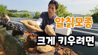 알칡 모종 이렇게 심어야 알칡 활용도 대박이다