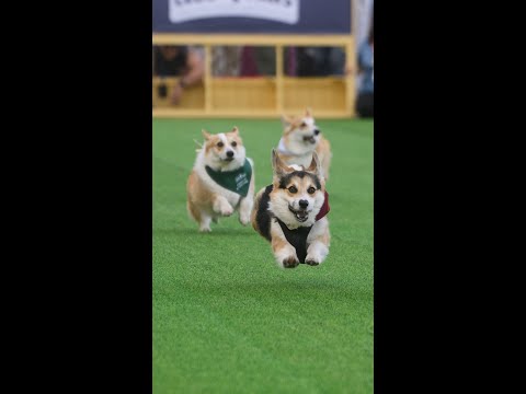 Corgis from eight countries race in Lithuania