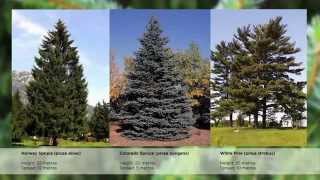 preview picture of video 'Caledon Treeland Evergreen Trees'