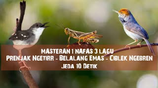 Download lagu Masteran Mewah | Prenjak Ngetirr - Belalang Emas - Ciblek Ngebren  mp3 Download lagu Masteran Mewah | Prenjak Ngetirr - Belalang Emas - Ciblek Ngebren  mp3