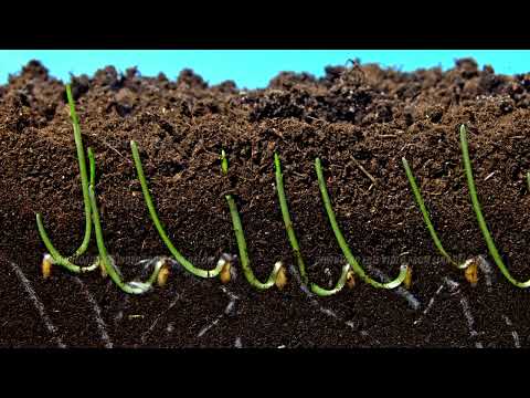 Row of wheat seeds germinate underground roots penetrate soil and stem appears in time lapse