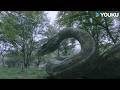 Giant Snake Rescued Little Boy From Man Eating Flower S Jaws Snake 3 YOUKU MONSTER MOVIE