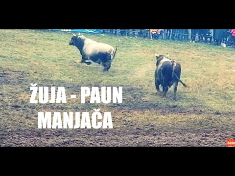 ŽUJA - PAUN MANJAČA KORIDA