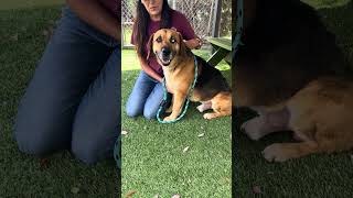 Video preview image #1 Beagle-Unknown Mix Puppy For Sale in Pasadena, CA, USA