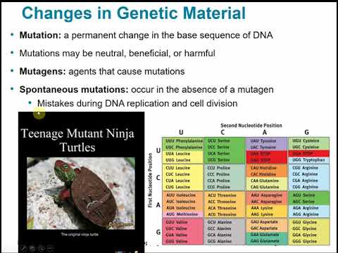 2117 Chapter 8 Part B - Microbial Genetics