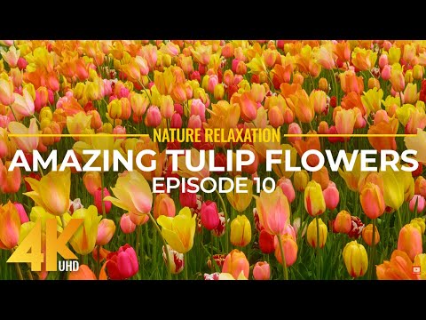 Amazing Colorful Flowers in 4K UHD - Spring Beauty of Skagit Valley Tulip Festival - Episode 10