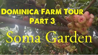 Dominica Farm Tour Part 3 : Soma Garden