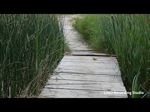 Yeah Life's a Foolish Game by Admiral Bob