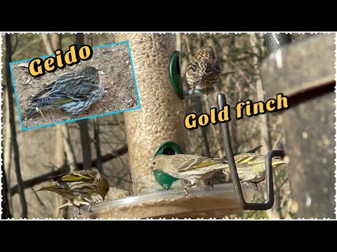 Feeding birds in our backyard and meet Guido the very special finch bird.