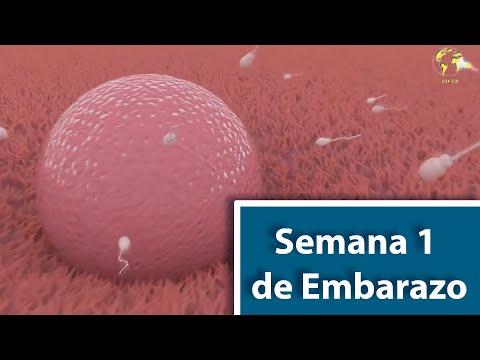 Week 1 of Pregnancy / First Week of Pregnancy