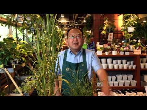 園芸 ネパール産ススキ