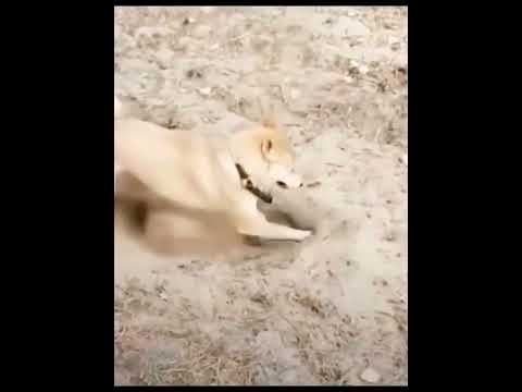 funniest animal videos of 2022 - funny golden retriever dogs and cutest golden puppies  V.18481 #fu