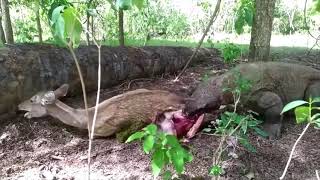 [問卦] 搞詐騙的下輩子輪牲畜不怕喔