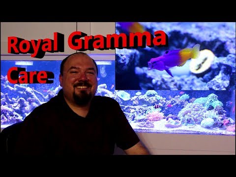Royal Gramma Care