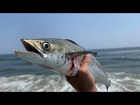 Grinding out a Summer Flounder (Fluke) Limit from Shore + Bonus Spanish Mackerel