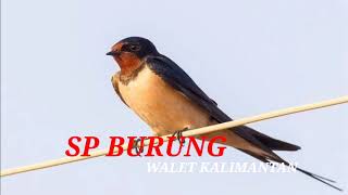 Download lagu SUARA BURUNG WALET KALIMANTAN MP3 | SP PALING RESPON | INFO WALET  mp3