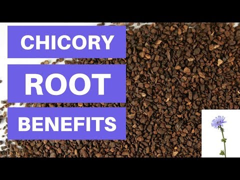 Chicory Root Benefits And Side Effects - Is Chicory Root Fiber Good For You?